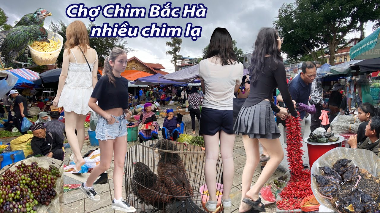 Chợ chim chuột Bắc Hà - xuất hiện nhiều chim lạ - chuột to như bắp tay