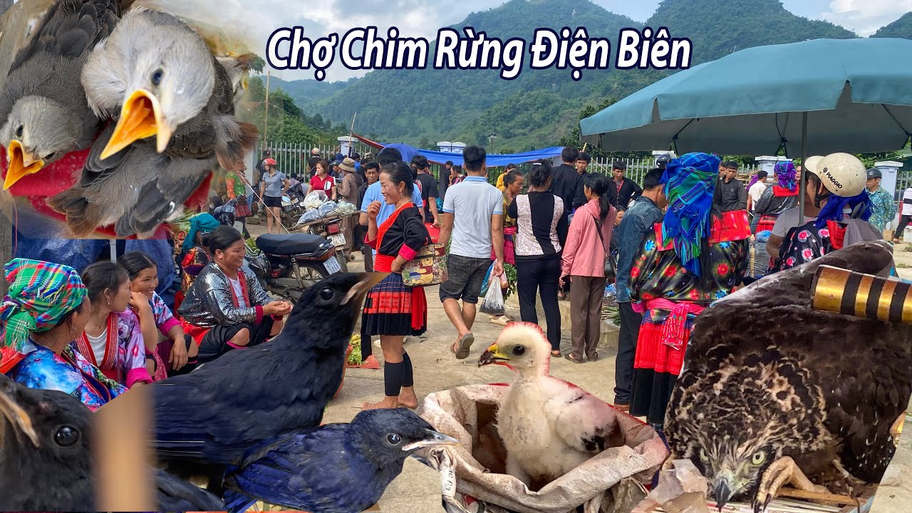 Chợ Tủa Chùa - Đại bàng - Chim ưng và nhiều loại chim rừng xuống chợ