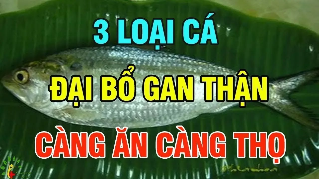 3 loại cá đại bổ gan thận, càng ăn càng sống thọ SKST