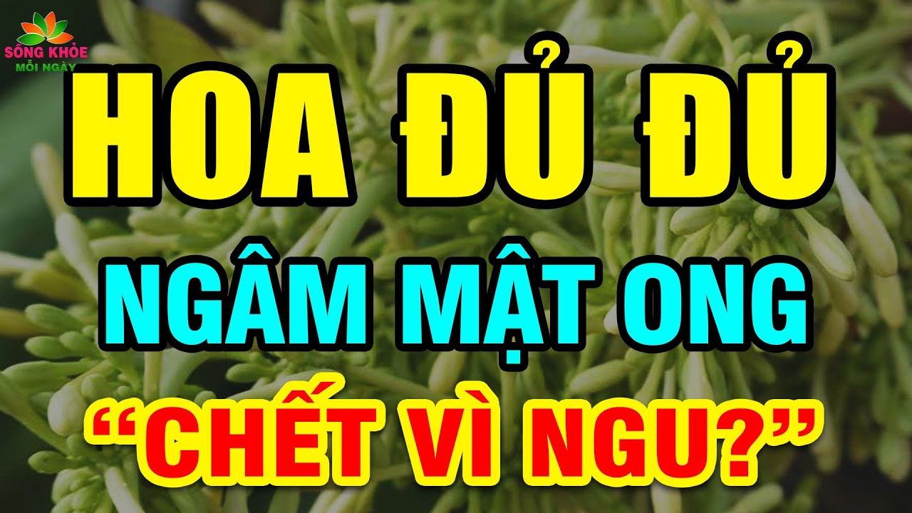 Cảnh Báo: HOA ĐU ĐỦ NGÂM MẬT ONG CỰC ĐỘC Nếu Dùng Theo Cách NGU XUẨN Này,UNG THƯ Có NgàyCHẾTT ĐỘT TỬ