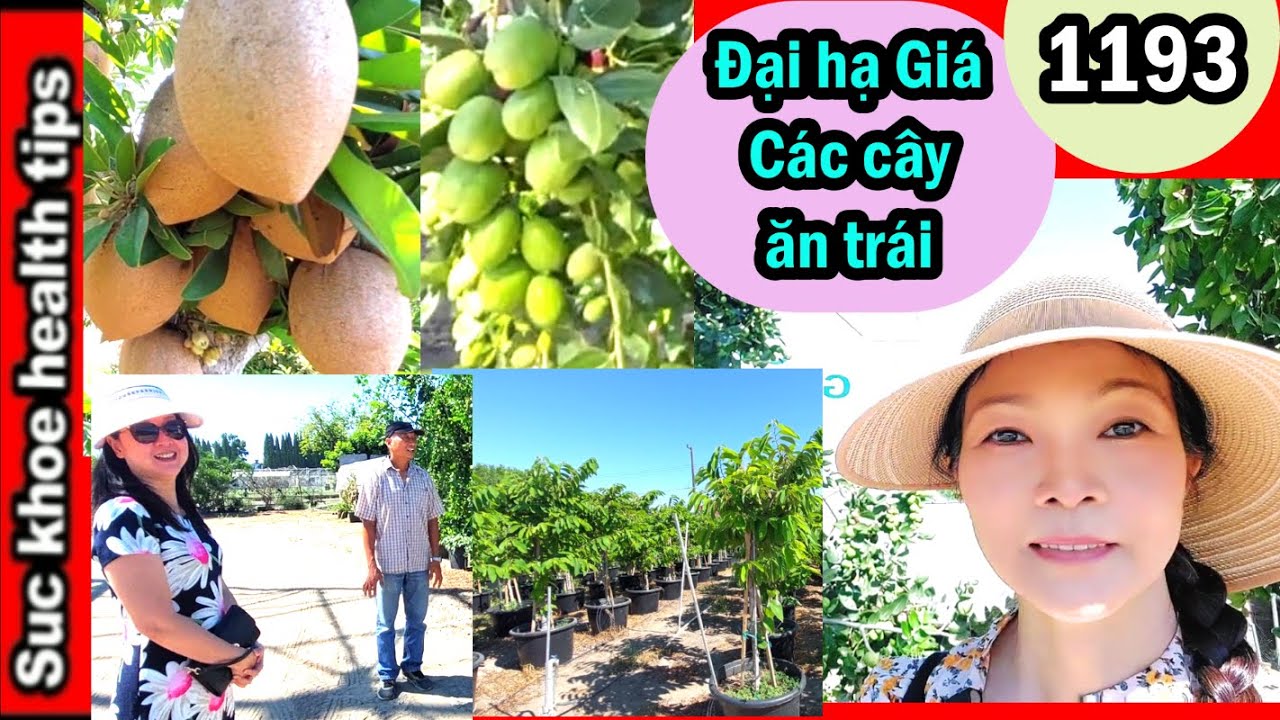 SALE_Đại Hạ Giá các cây, MÊ XEM Cây đầy trái Táo, Sapôchê BÁN TRÁI , #1191 Plants for sale