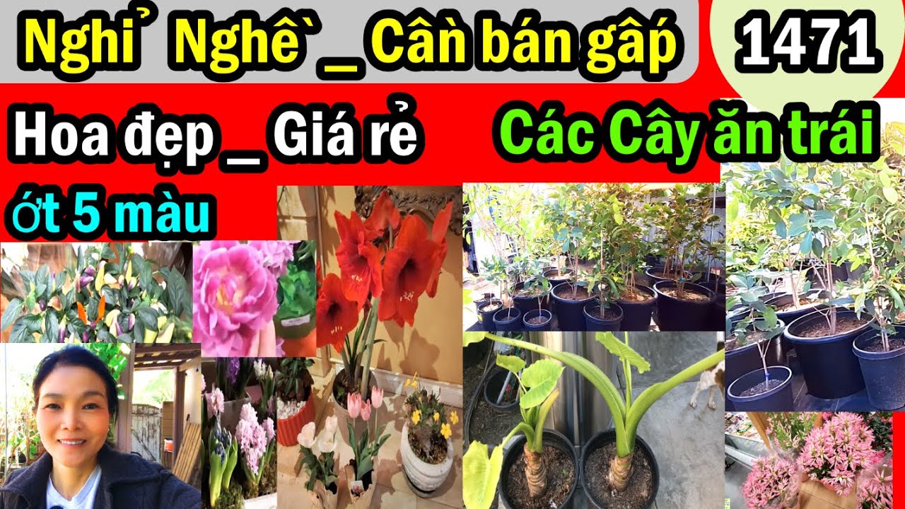 Nhiều hoa đẹp rẻ, bán gấp rẻ nghỉ nghề các cây ăn trái, #1471 plants flowers for sale.