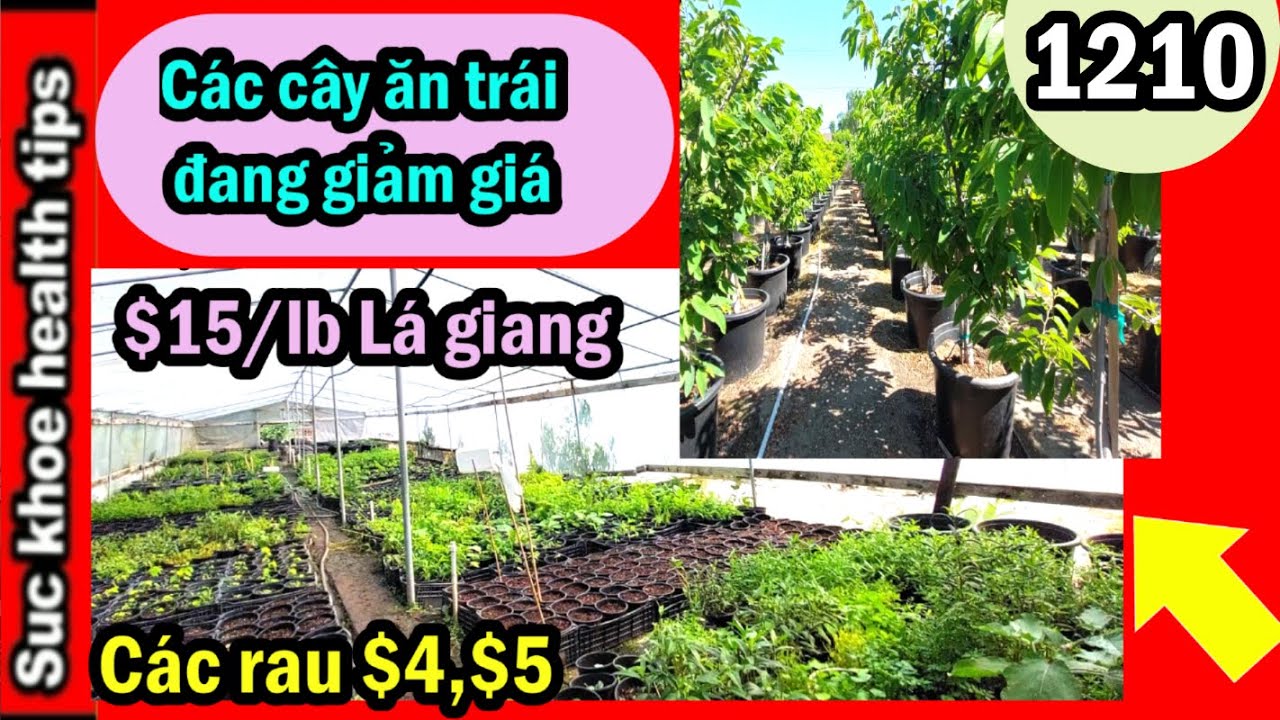 Mùa này mua cây được giá rẻ SALE SALE các cây ăn trái rau củ, #1210 plants for sale