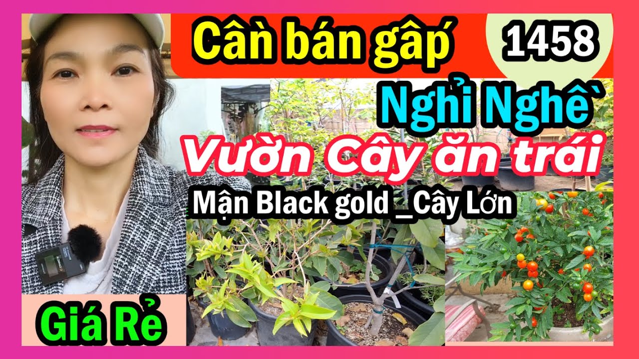 Giá Rẻ, Đóng cửa nghỉ cần bán gấp các cây ăn trái (P2), #1458 plants for sale