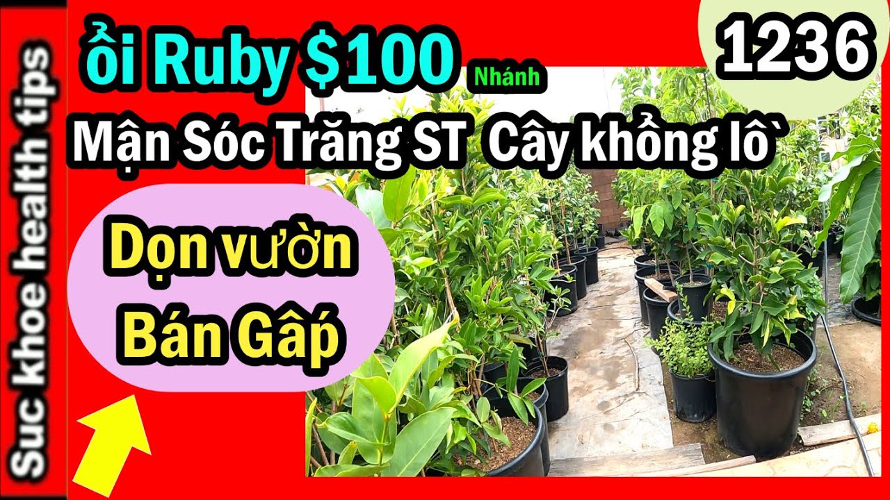 Dọn Vườn CẦN BÁN GẤP: Mận ST cây bự nhỏ, ổi Ruby $100, Mai vàng,các cây,#1236 Plants sale