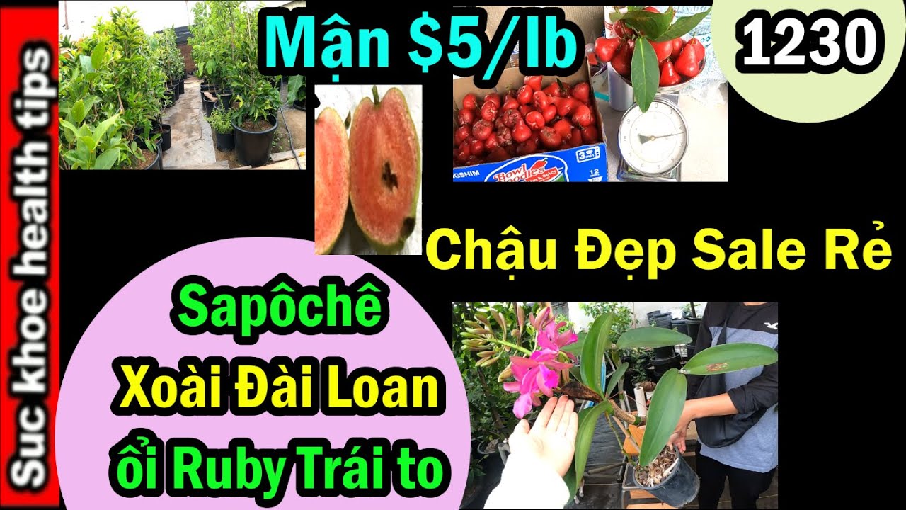 Bán Mận $5/lb, Sale Rẻ Chậu Đẹp, ổi RUBY có trái lớn, sapôchê, Xoài đài loan,#1230 plants