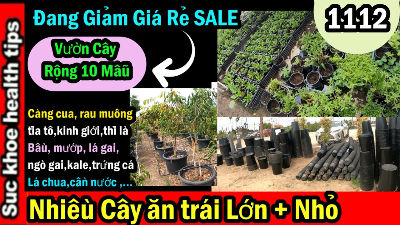 Bán Chậu rẻ, Mận st $125, trà xanh $30, ổi NH $100, Nhãn $3000, #1112 nursery plants 4 sale