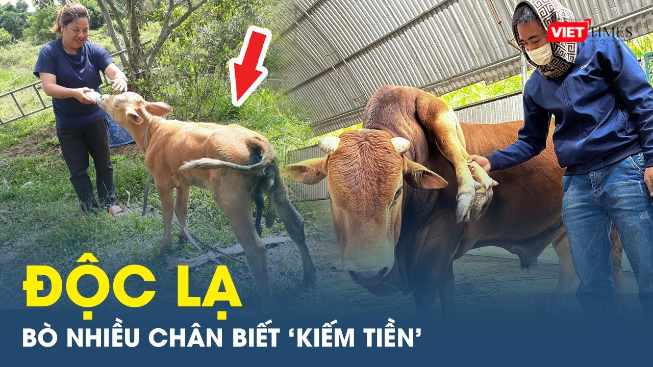 ĐỘC LẠ con bò nhiều chân biết “kiếm tiền”, trả giá tiền tỷ chủ không bán | Viettimes