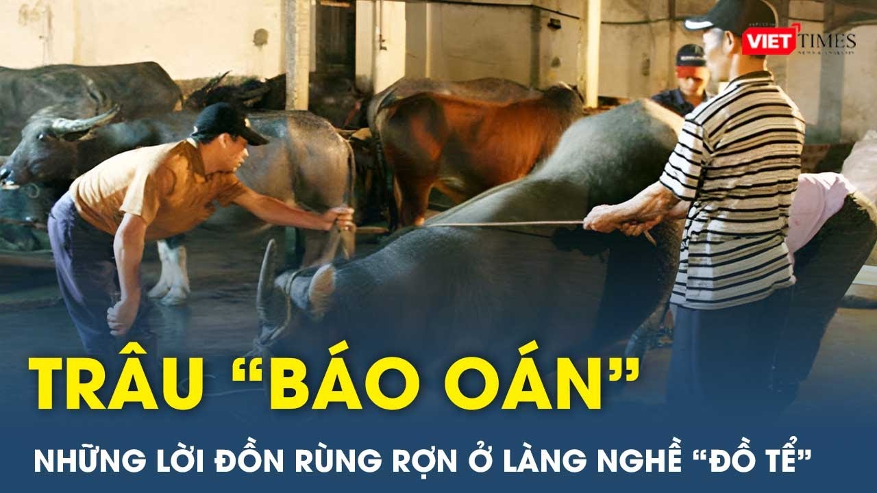 Kinh hãi chuyện trâu “báo oán” ở làng nghề mổ trâu bò, lớn nhất Việt Nam | Viettimes