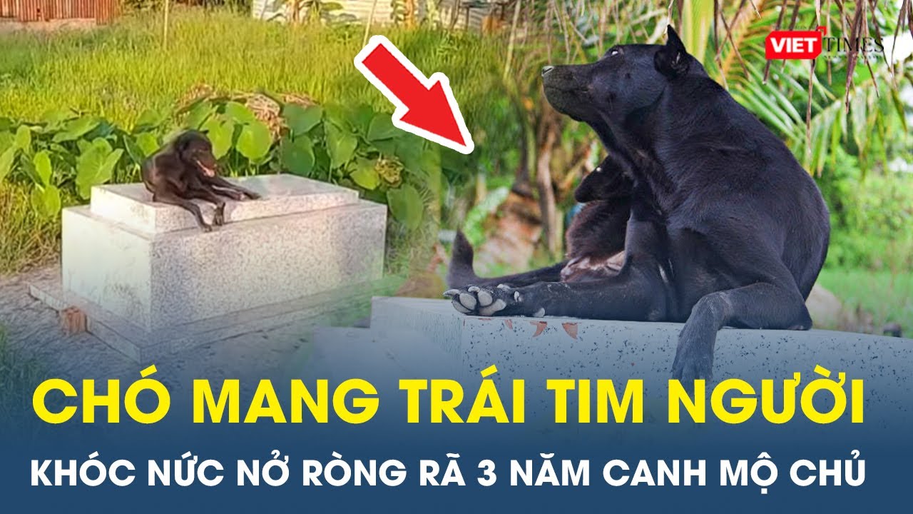 Chó "mang trái tim người" khóc nức nở, ngất xỉu trong đám tang: Ròng rã 3 năm canh mộ chủ |VietTimes