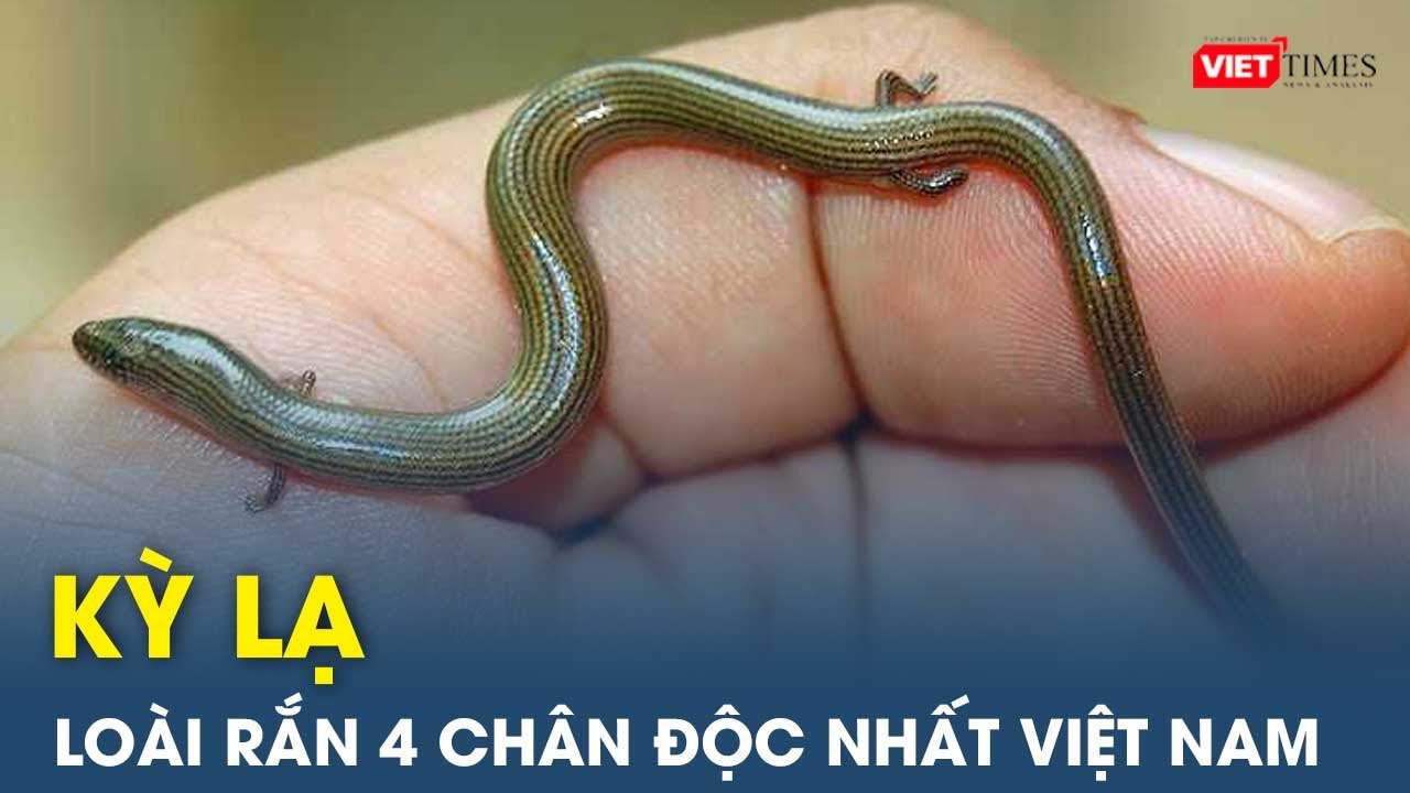 Kỳ lạ loài rắn 4 chân độc lạ nhất Việt Nam ai cũng muốn một lần sở hữu | Viettimes