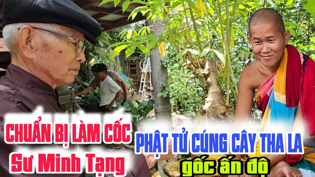 Làm cốc SƯ MINH TẠNG Phật tử cúng cây tha là gốc ấn độ