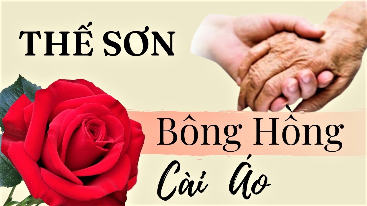 Bông Hồng Cài Áo | Thế Sơn