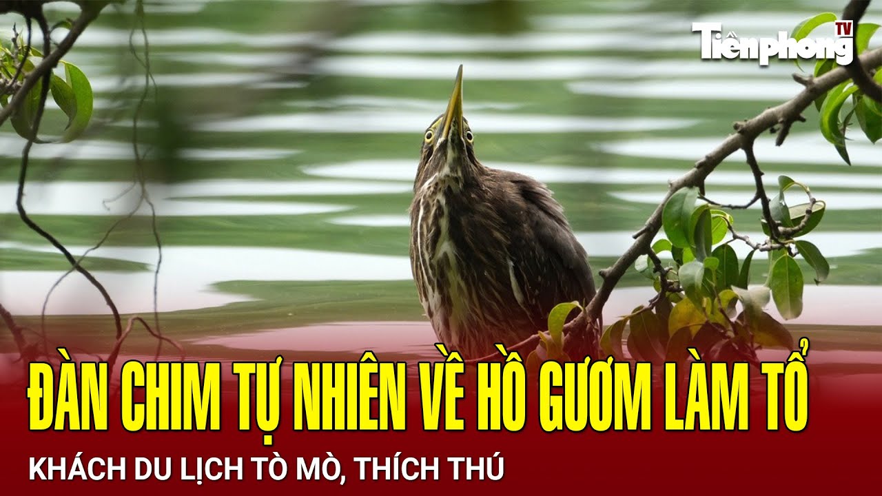 Du khách thích thú tận thấy đàn chim tự nhiên về Hồ Gươm làm tổ | Tiền Phong TV