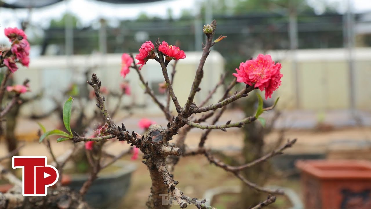 Cận cảnh đào tiến Vua 'ngủ' phòng điều hòa chờ đón Tết | Tiền Phong TV