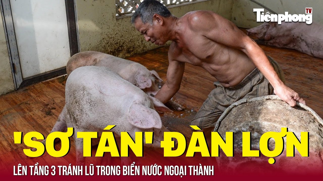 Trong biển nước ngoại thành, người dân 'sơ tán' đàn lợn lên tầng 3 tránh lũ