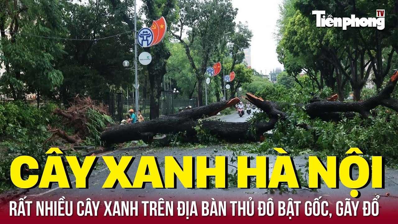 Nhìn lại cây xanh Hà Nội sau bão số 3 | Tiền Phong TV