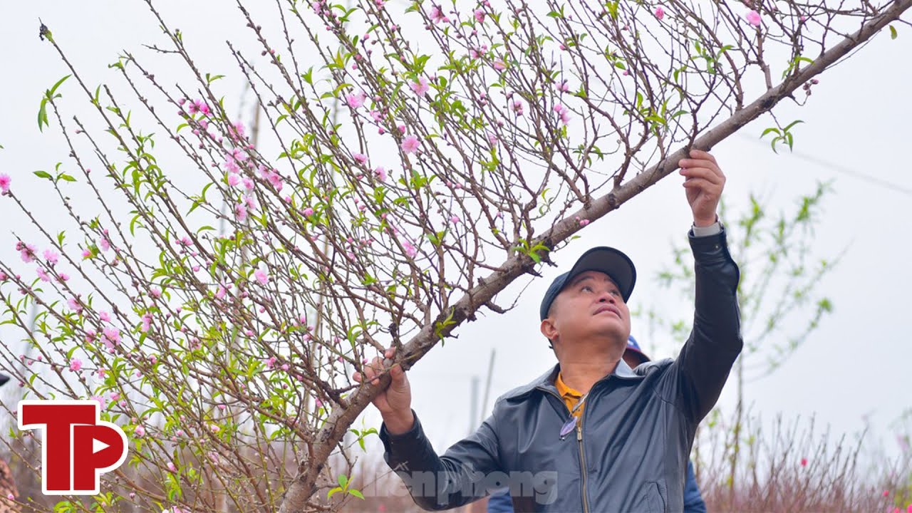 Đào huyền Nhật Tân giá tiền triệu hút khách dịp Tết Giáp Thìn | Tiền Phong TV