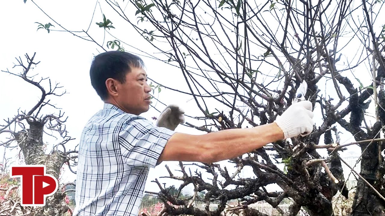 Dân buôn đào quất vừa ăn 'quả đắng' vụ Tết | Tiền Phong TV