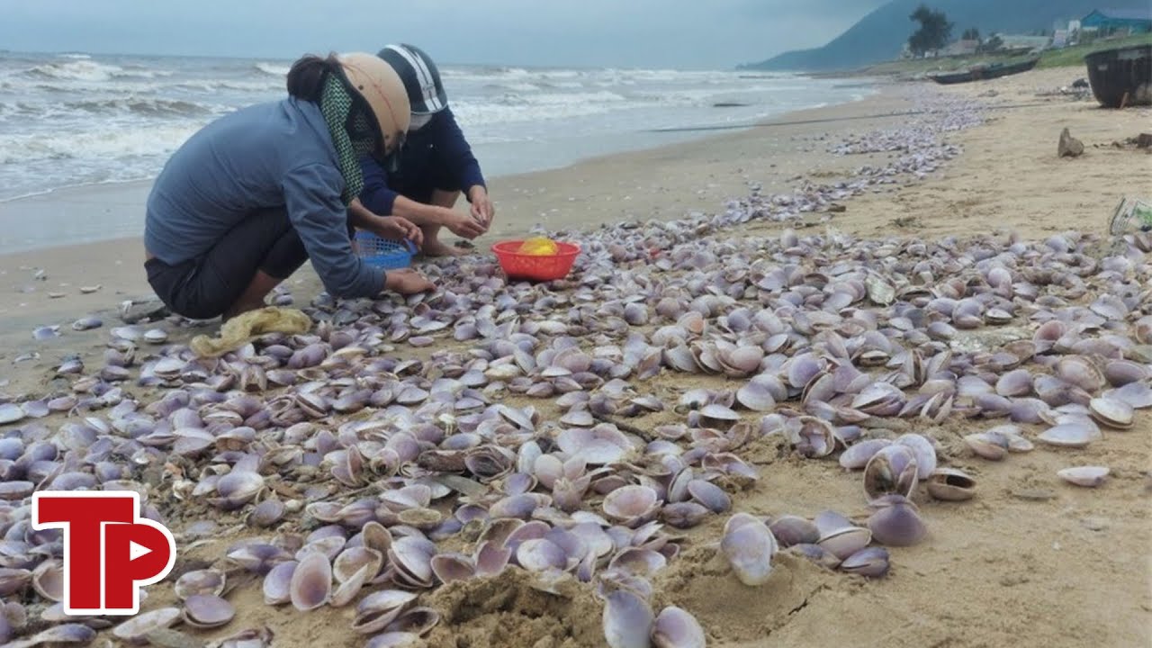 Hàng tấn sò tím dạt vào bờ biển Hà Tĩnh, người dân đổ xô nhặt 'lộc trời'| Tiền Phong TV