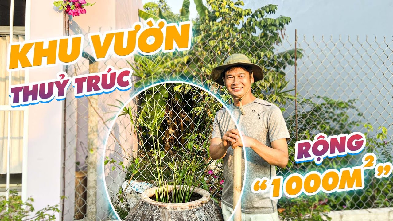 Tiết Cương trồng thủy trúc phong thủy trước của căn nhà Màu tím