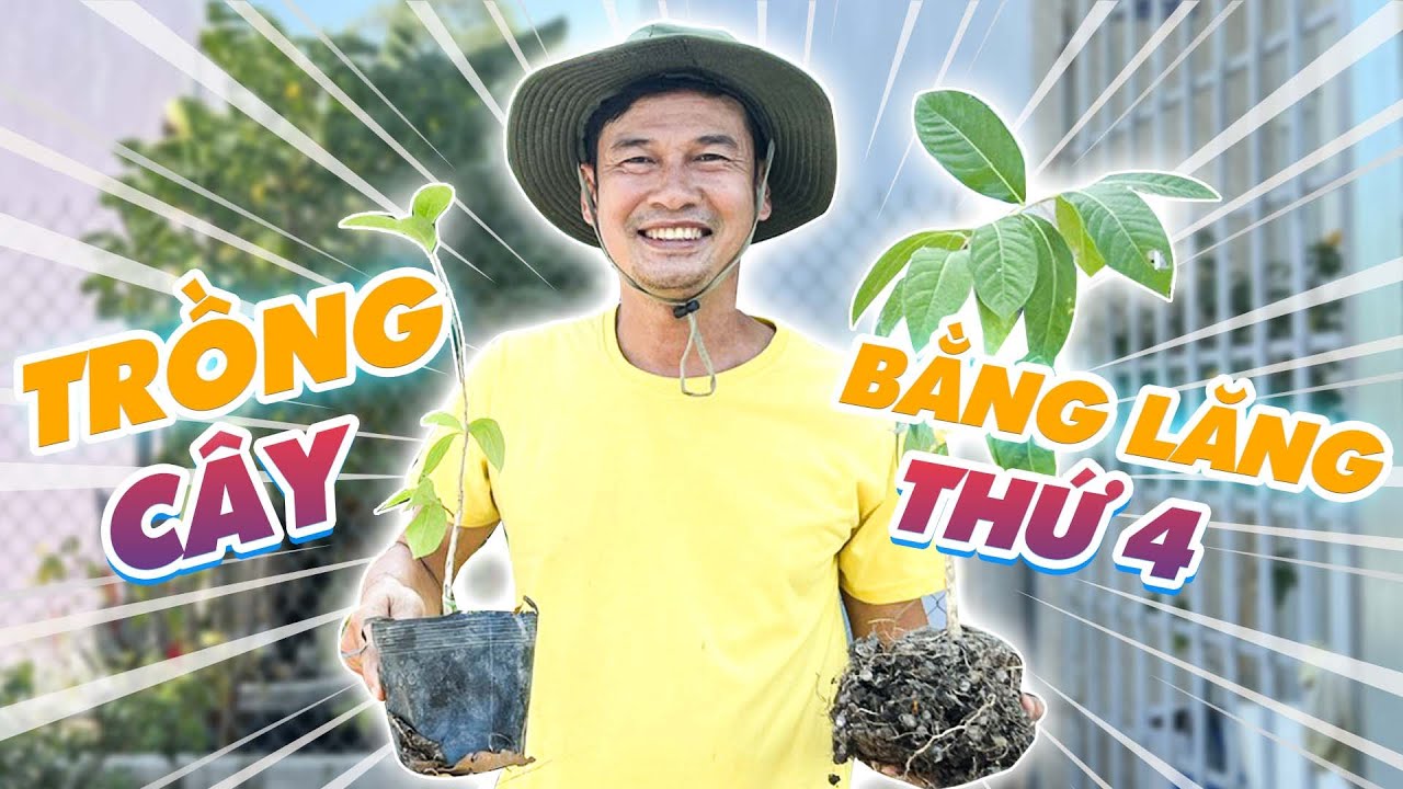 Tiết Cương quyết tâm trồng bằng lăng lần thứ tư và kết quả bất ngờ