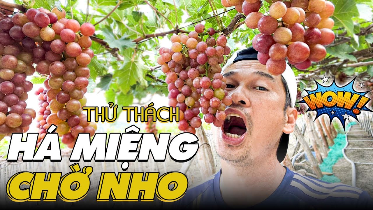 Tiết Cương há miệng là được ăn Nho thỏa thích tại Ninh Thuận