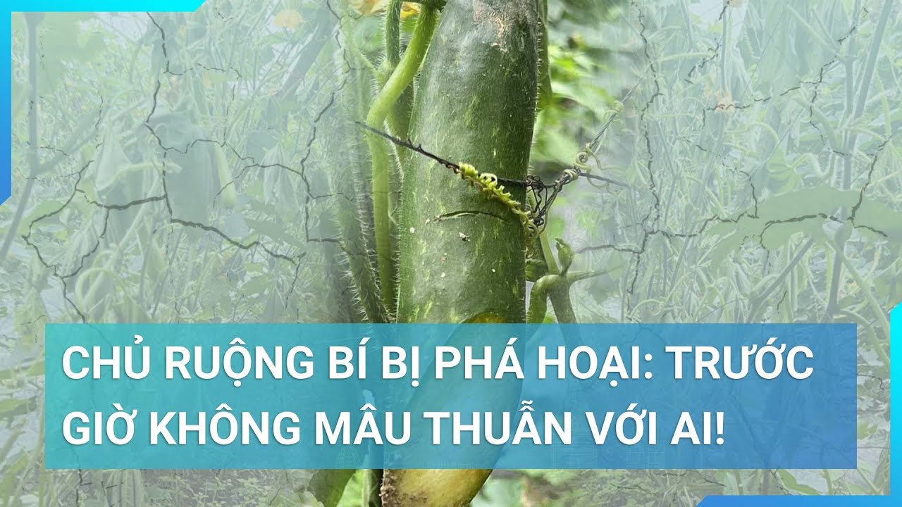 Chủ ruộng bí trị giá nửa tỷ đồng bị chặt phá tan hoang tại Đô Lương, Nghệ An bức xúc kể lại sự việc