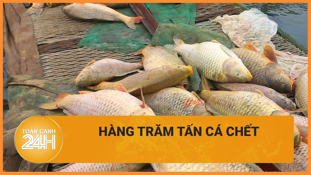 Nguyên nhân nào dẫn đến việc hàng trăm tấn cá chết ở Hải Dương? | Toàn cảnh 24h