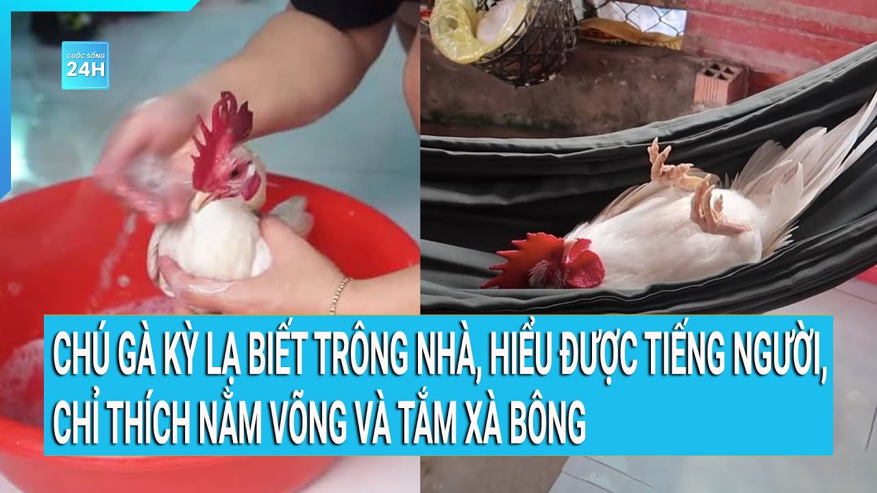 Chú gà kỳ lạ biết trông nhà, hiểu được tiếng người, chỉ thích nằm võng và tắm xà bông