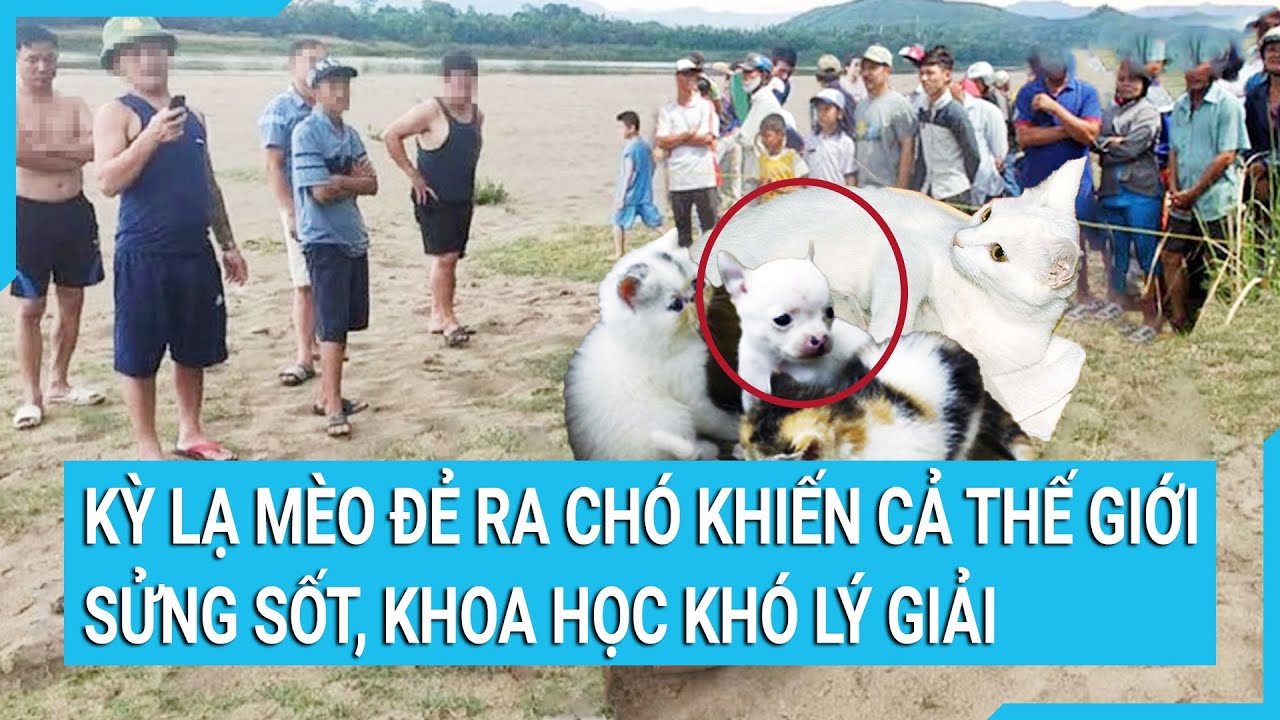 Kỳ lạ mèo đẻ ra chó khiến cả thế giới sửng sốt, khoa học khó lý giải | Tin mới