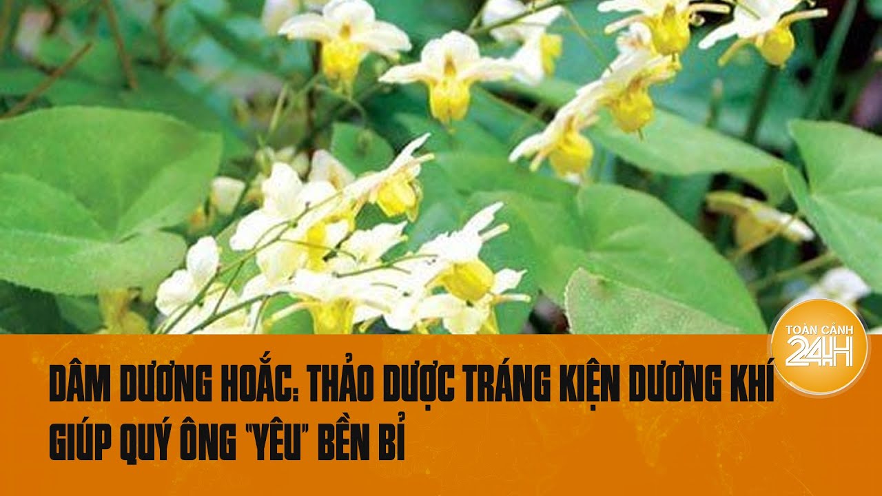 Dâm dương hoắc: Thảo dược tráng kiện dương khí giúp quý ông “yêu” bền bỉ | Toàn cảnh 24h