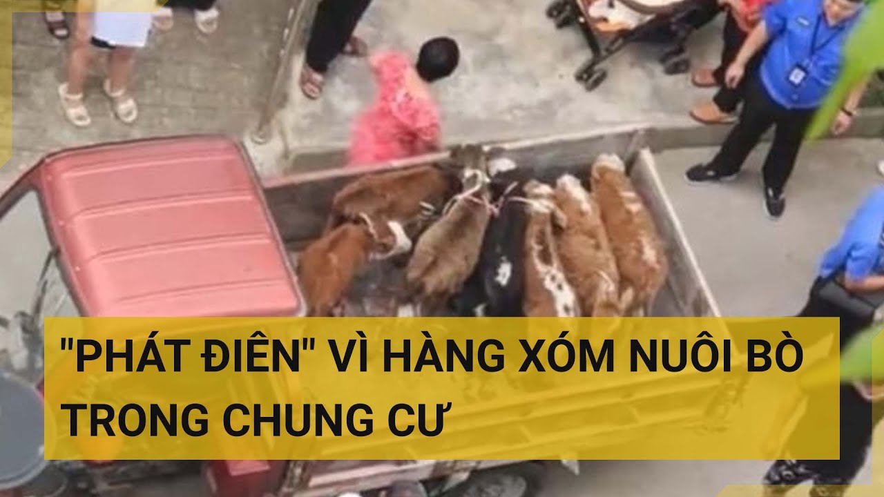 Chuyện thật như đùa: Nuôi 7 con bò trên ban công chung cư khiến hàng xóm "phát điên" | Tin