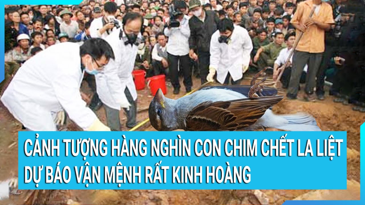 Cảnh tượng hàng nghìn con chim chết la liệt dự báo vận mệnh rất kinh hoàng