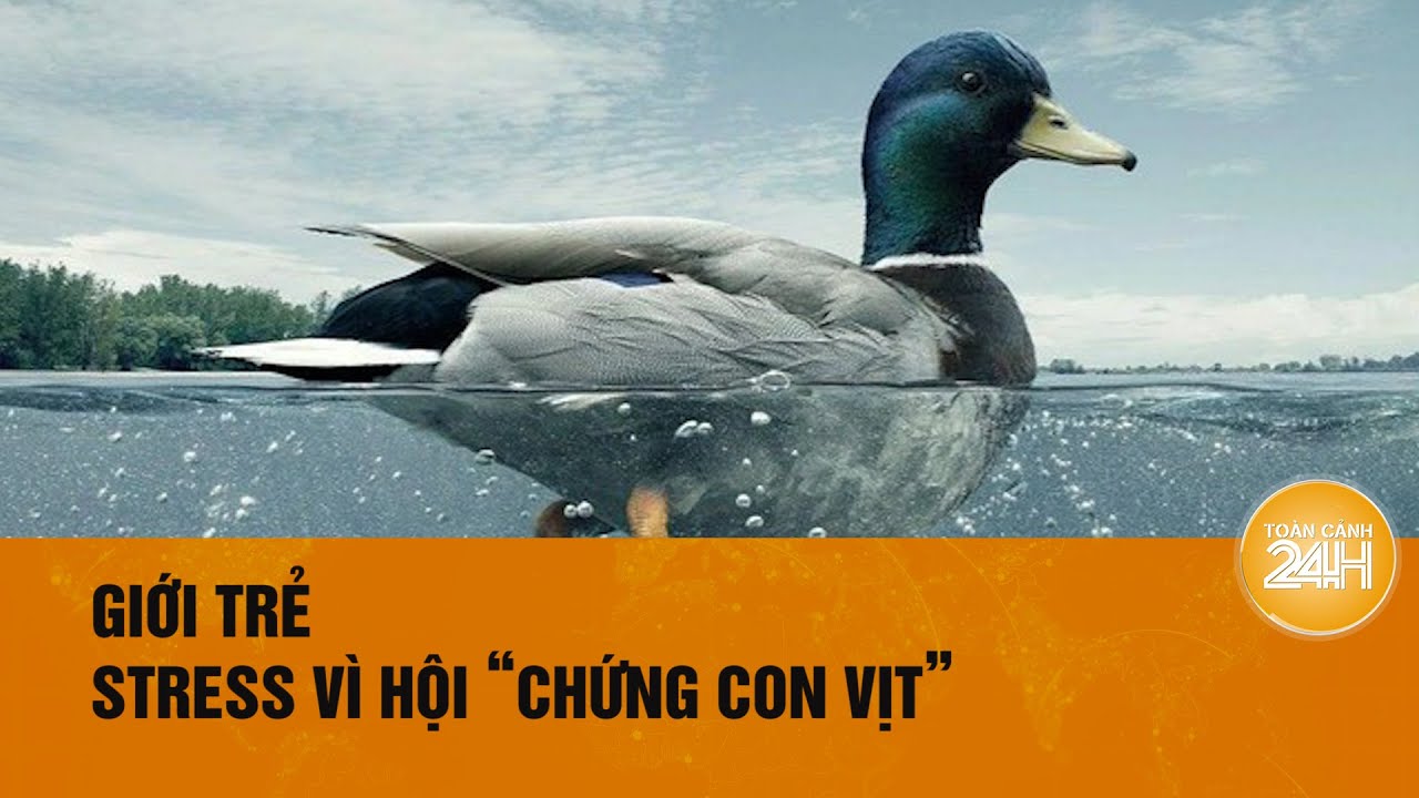 Sinh viên, người mới đi làm trầm cảm, stress vì “Hội chứng con vịt” | Toàn cảnh 24h