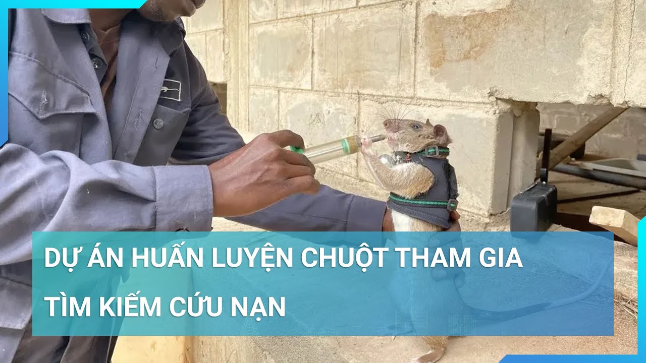 Dự án huấn luyện chuột tham gia tìm kiếm cứu nạn | Cuộc sống 24h