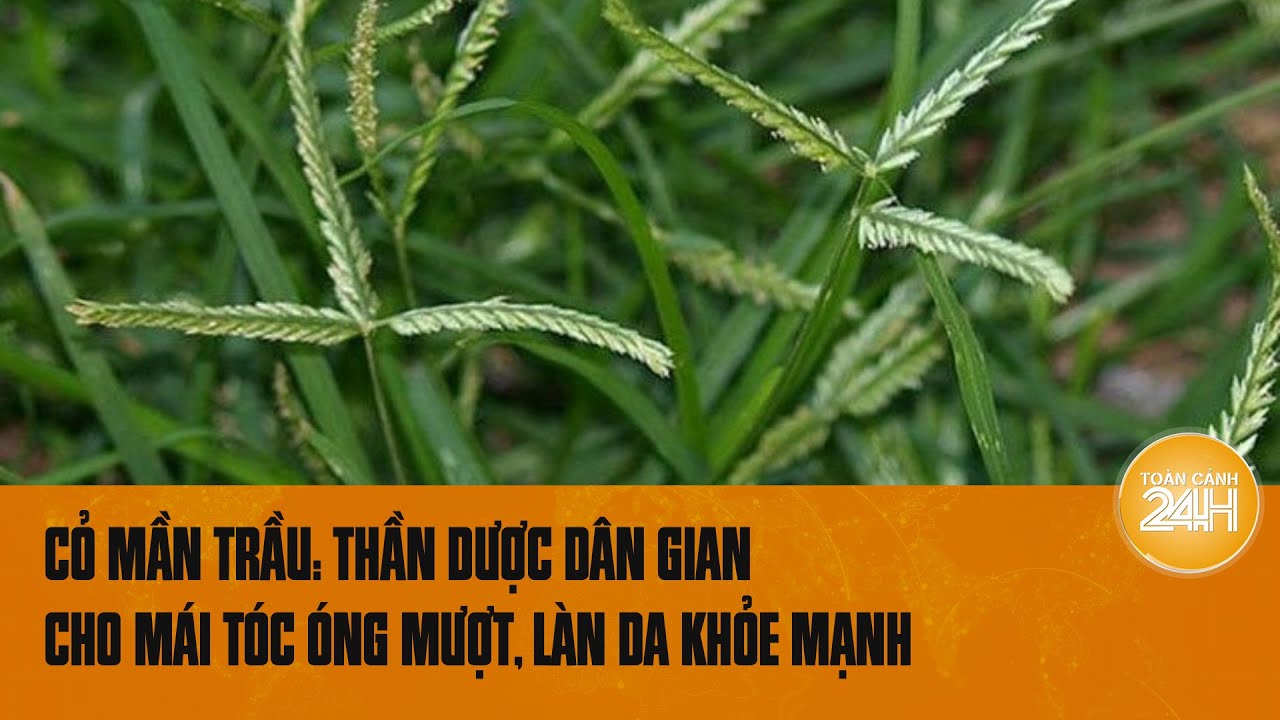 Cỏ mần trầu: "Thần dược" dân gian đại bổ, cho bạn làn da tươi tắn, mái tóc chắc khỏe | Toàn cảnh 24h