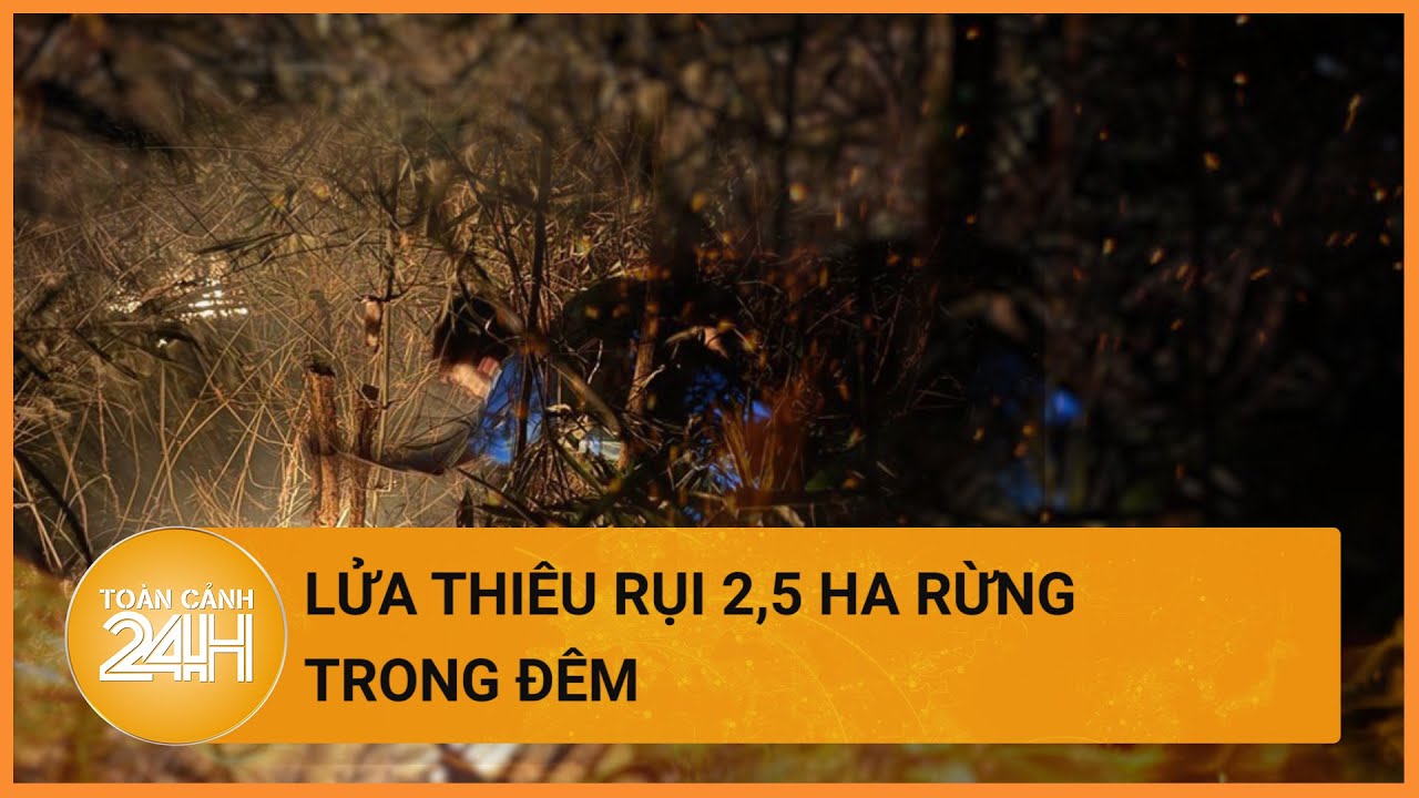 Lửa thiêu rụi 2,5 ha rừng trong đêm ở Nghệ An | Toàn cảnh 24h