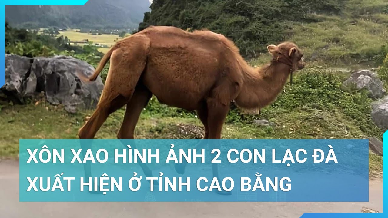 Thực hư hình ảnh hai con lạc đà xuất hiện ở Cao Bằng | Cuộc sống 24h