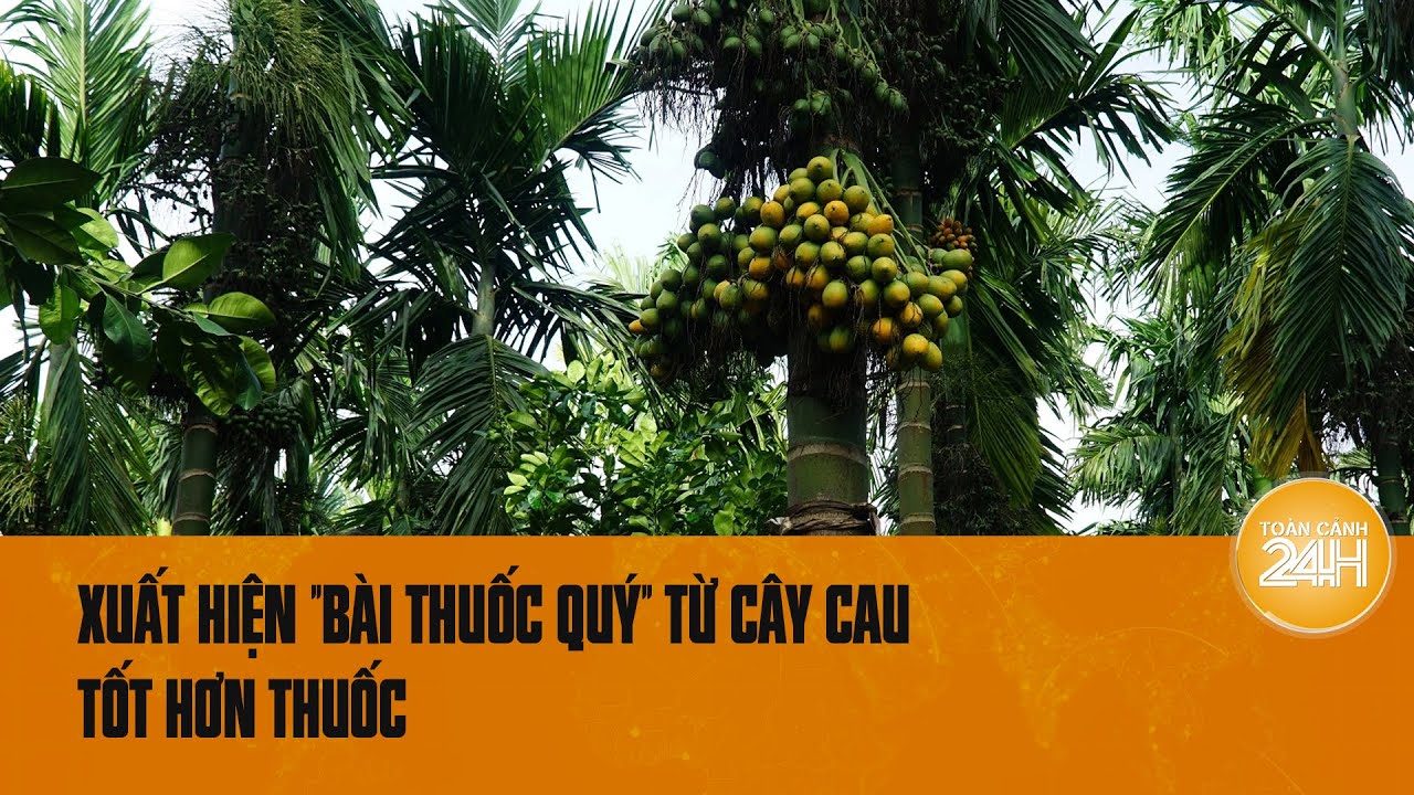 Xuất hiện "bài thuốc quý" từ cây cau tốt hơn sâm, có thể bạn chưa biết | Toàn cảnh 24h