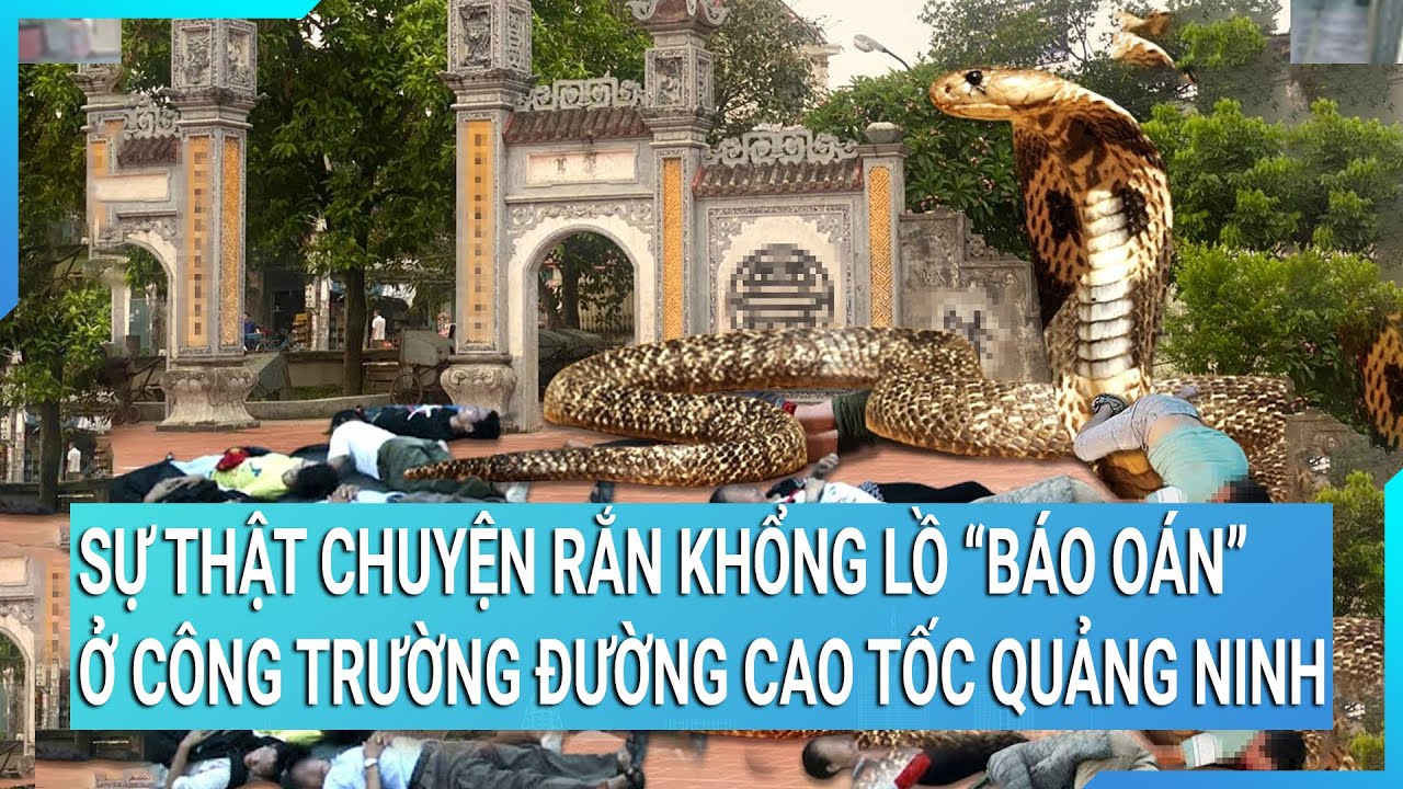 Sự thật chuyện rắn khổng lồ 'báo oán' ở công trường đường cao tốc Quảng Ninh