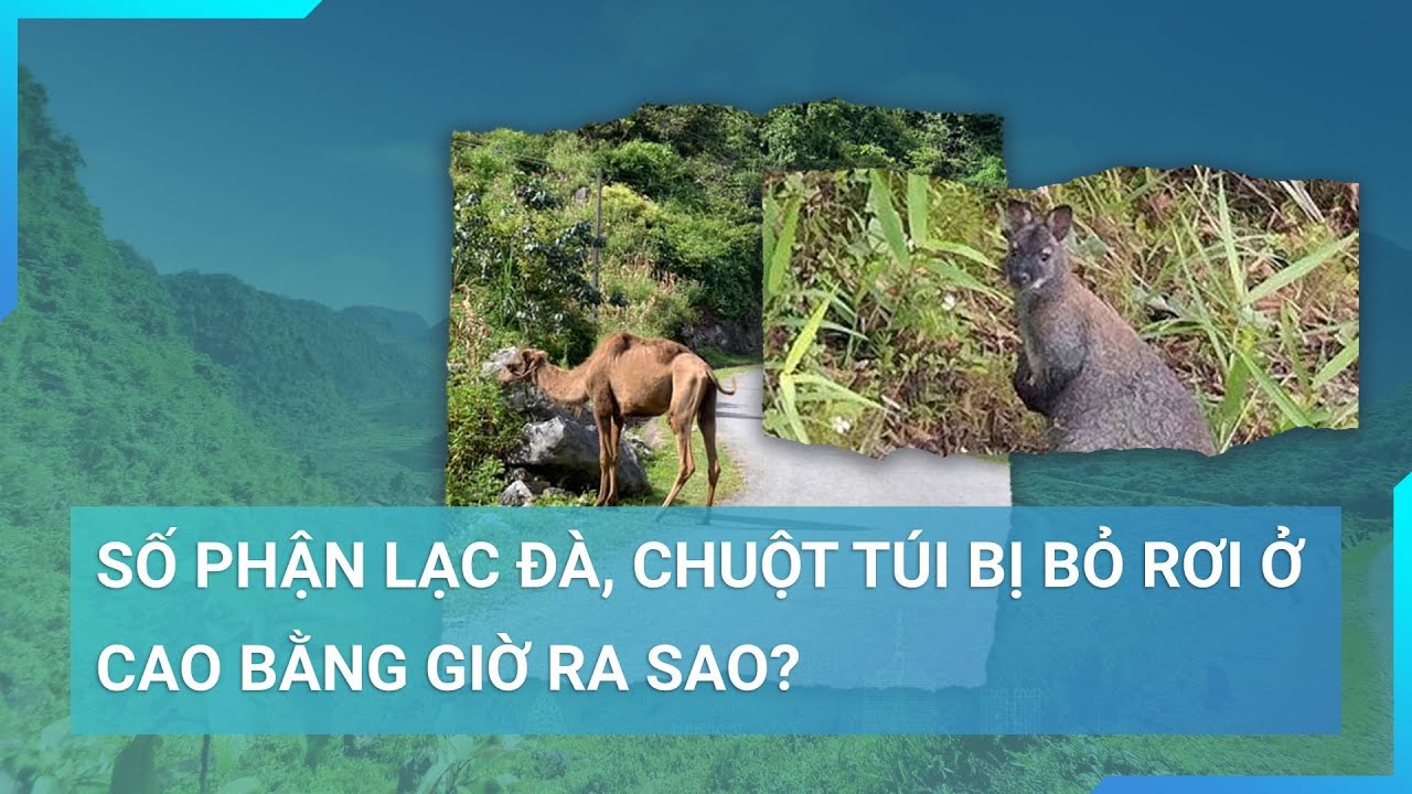 Tiết lộ bất ngờ vê số phận lạc đà, chuột túi bị bỏ rơi ở Cao Bằng | Cuộc sống 24h