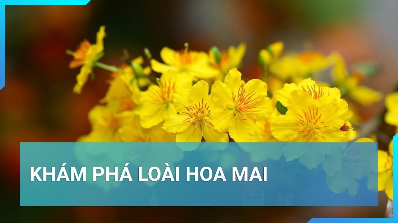 Khám phá loài hoa mai - "món ăn tinh thần" trong ngày Tết | Cuộc sống 24h