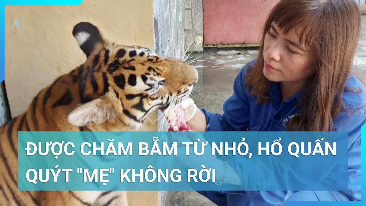 Trải nghiệm nghề "bảo mẫu của thú dữ": Được chăm bẵm từ nhỏ, hổ quấn quýt "mẹ" không rời | Cuộc sống