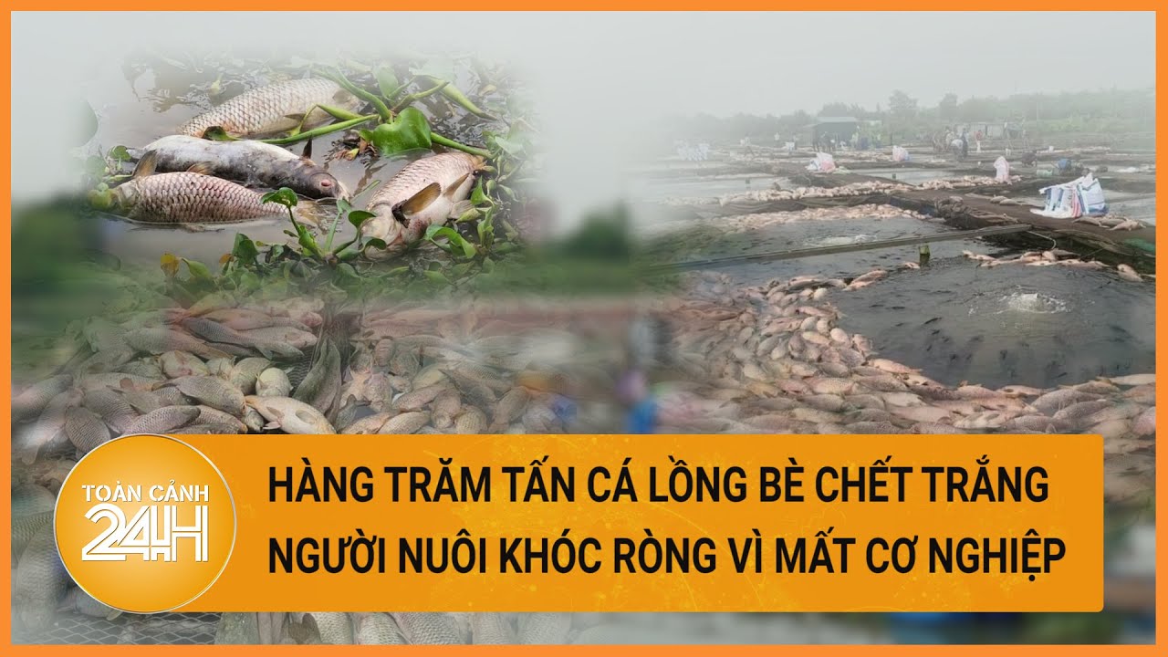 Hải Dương: Hàng trăm tấn cá lồng bè chết trắng khiến người nuôi khóc ròng | Toàn cảnh 24h