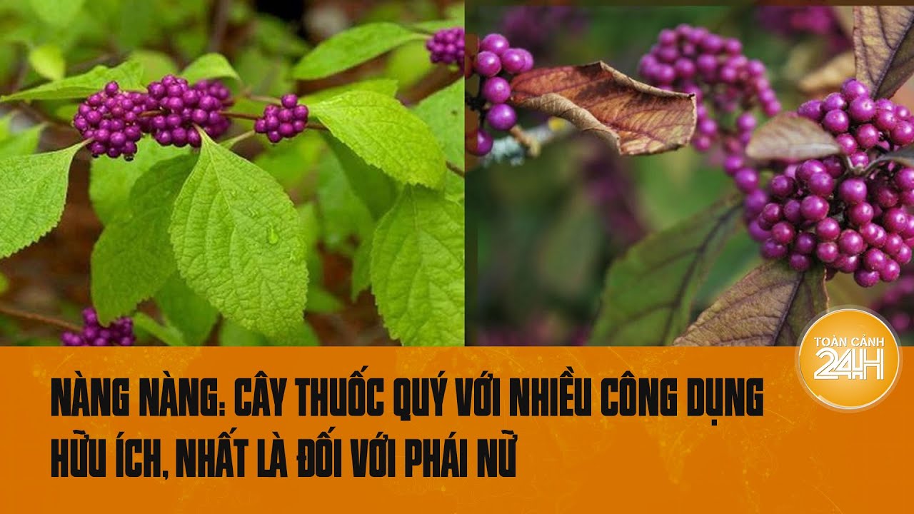 Nàng nàng: Cây thuốc quý mọc hoang với nhiều công dụng hữu ích cho cả chàng và nàng | Toàn cảnh 24h