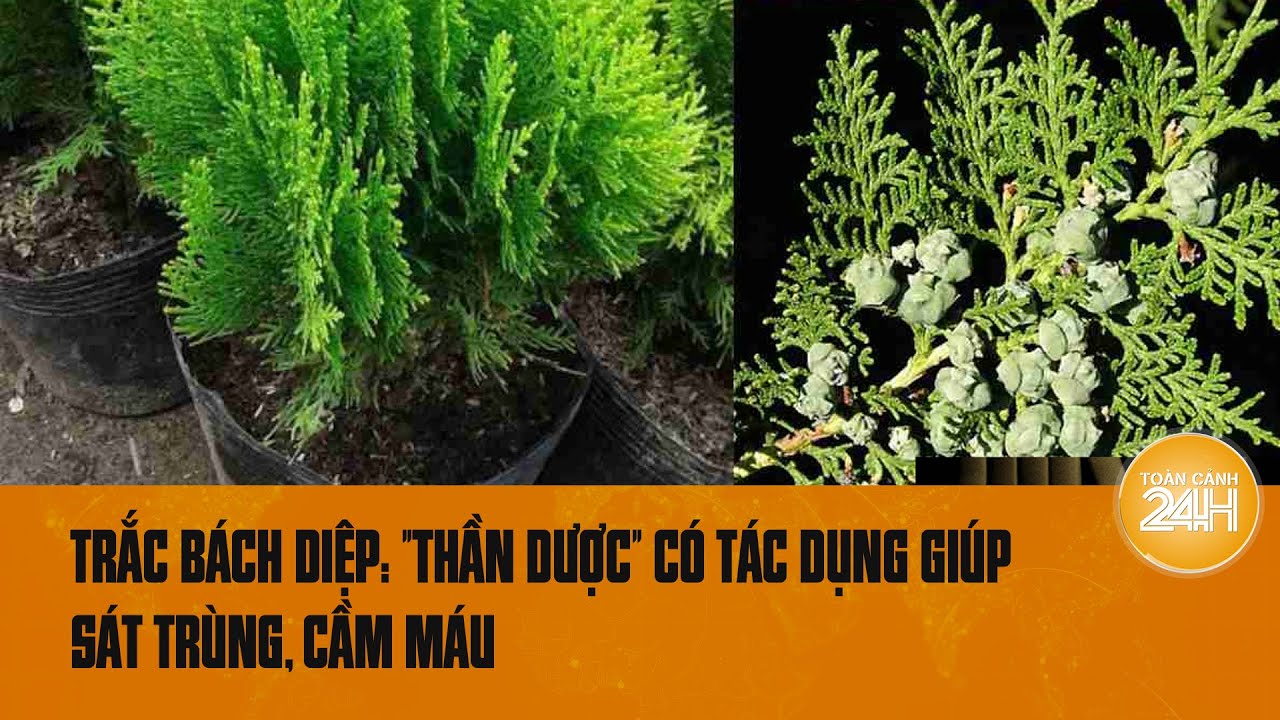 Trắc bách diệp: "Thần dược" có tác dụng giúp sát trùng, cầm máu | Toàn cảnh 24h