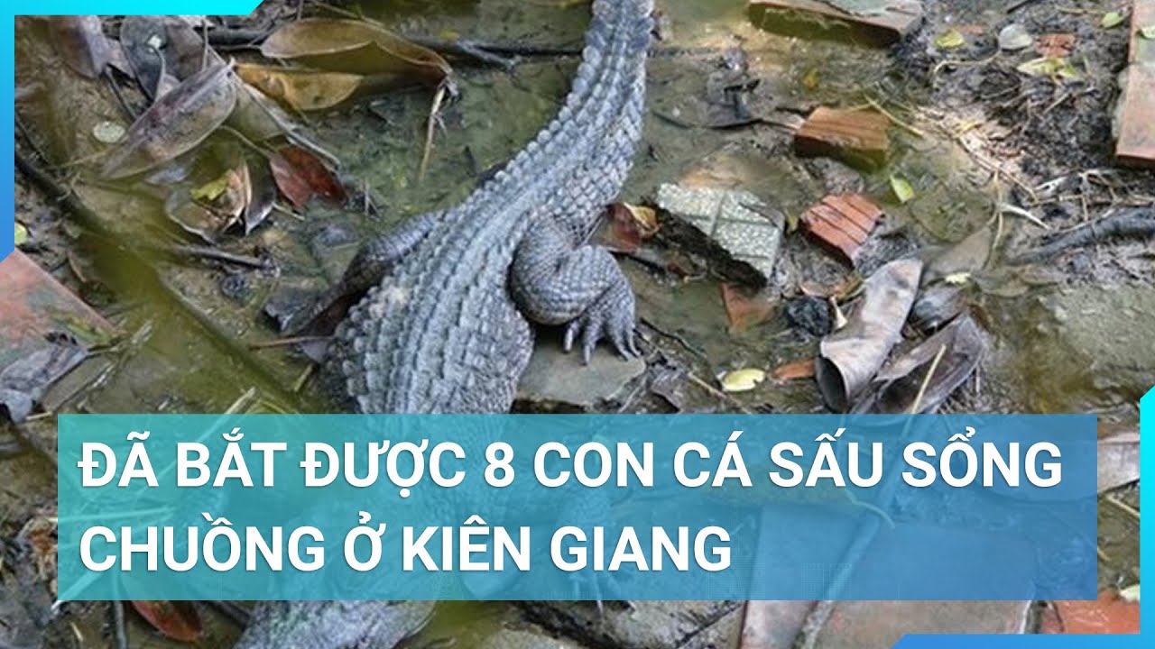 Đã bắt được 8 con cá sấu sổng chuồng ở Kiên Giang | Cuộc sống 24h