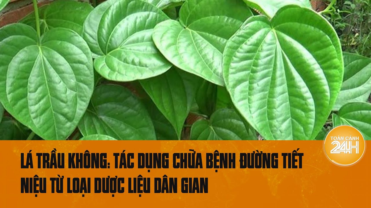 Mẹo trị dứt điểm bệnh viêm đường tiết niệu từ lá trầu không, bạn cần biết | Toàn cảnh 24h