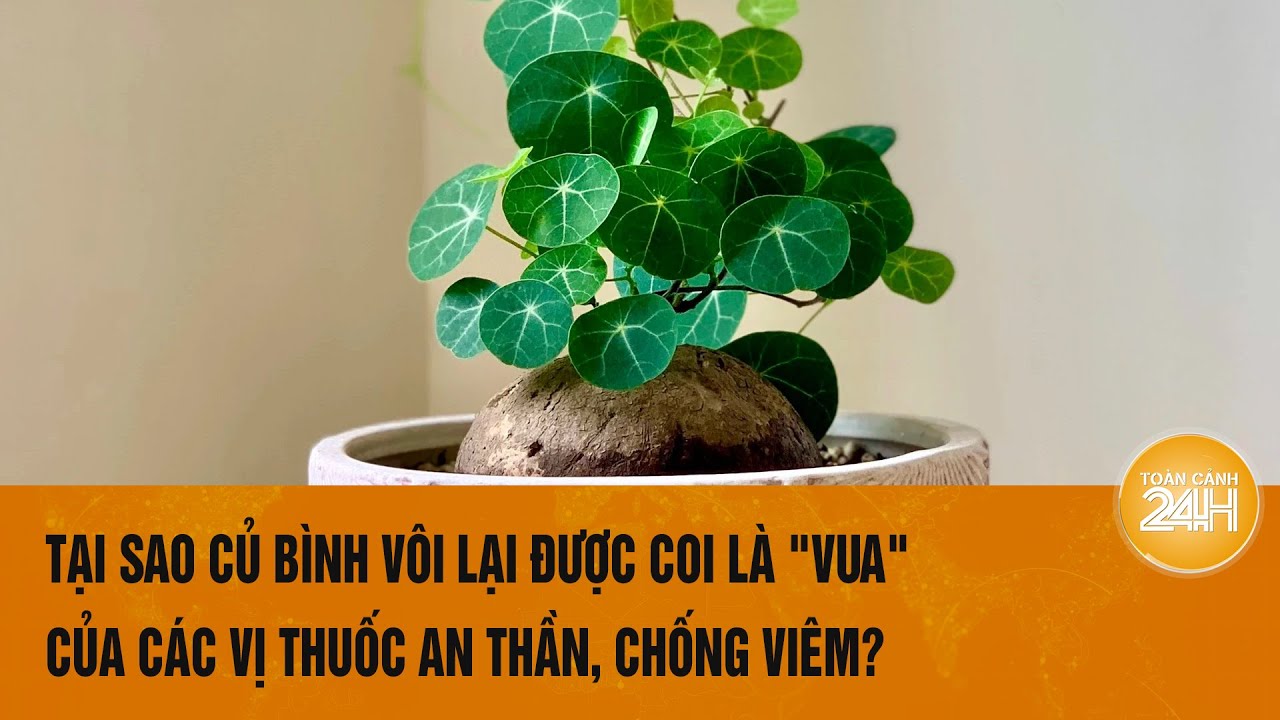 Tại sao củ bình vôi lại được coi là "vua" của các vị thuốc an thần, chống viêm? | Toàn cảnh 24h